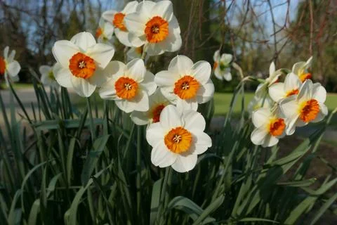 Flowers 写真素材