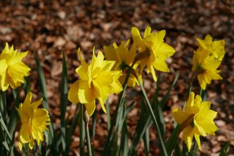 Flowers 스톡 사진