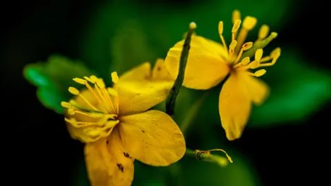 Flowers Stock Photos