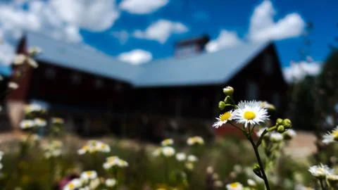 Flowers Stock Photos