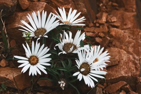 Flowers 스톡 사진