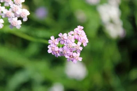 Flowers 스톡 사진