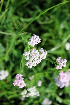 Flowers Stock Photos