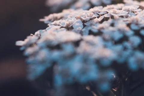 Flowers 스톡 사진
