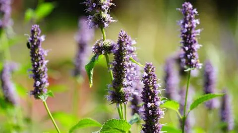 Flowers 库存照片