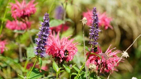 Flowers Stock Photos