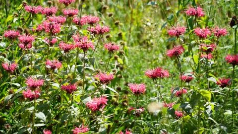 Flowers 库存照片