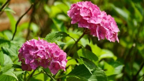 Flowers Stock Photos