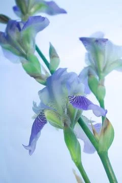 Flowers Stock Photos