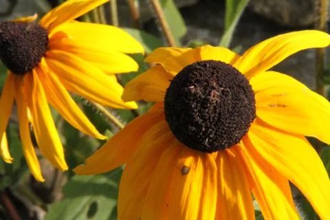 Flowers Stock Photos