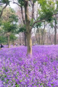 Flowers Stock Photos