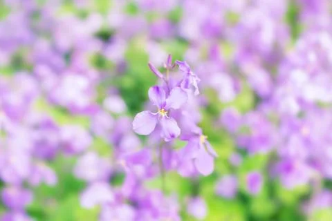 Flowers Stock Photos