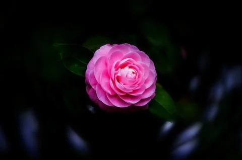 Flowers Stock Photos