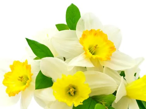 Flowers Stock Photos