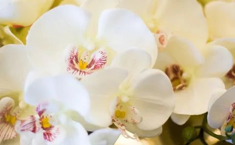 Flowers Stock Photos