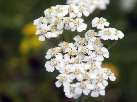 Flowers Stock Photos