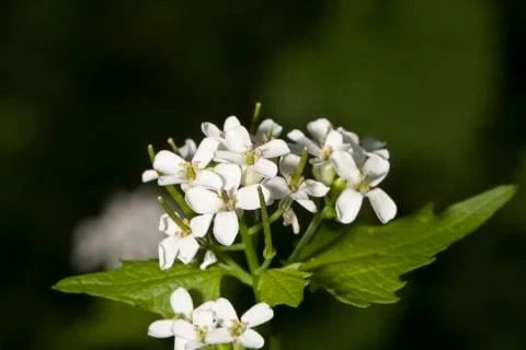 Flowers Stock Photos