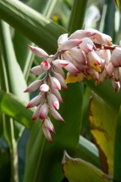 Flowers Stock Photos