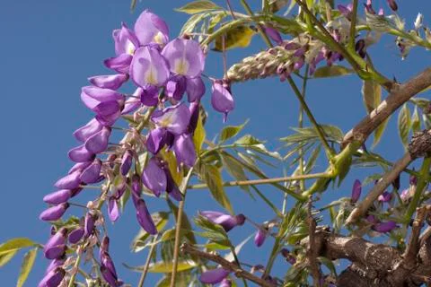 Flowers Stock Photos