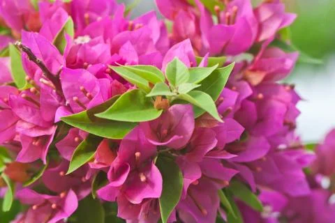 Flowers 스톡 사진