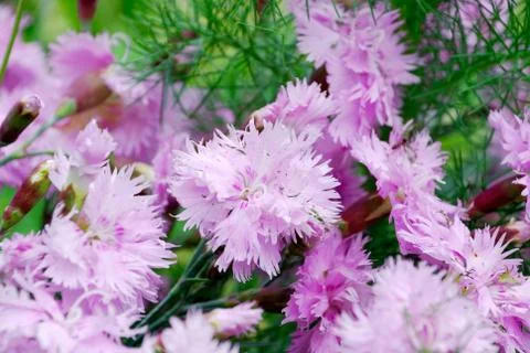 Flowers Stock Photos