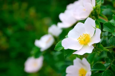 Flowers Stock Photos