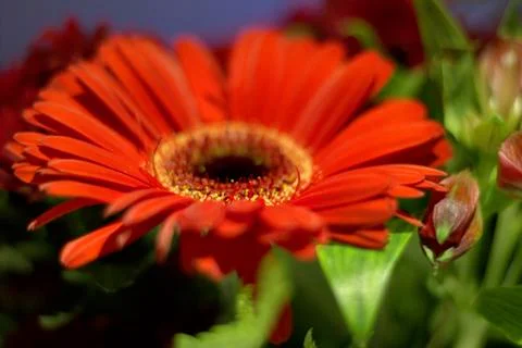 Flowers Stock Photos