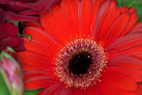 Flowers Stock Photos