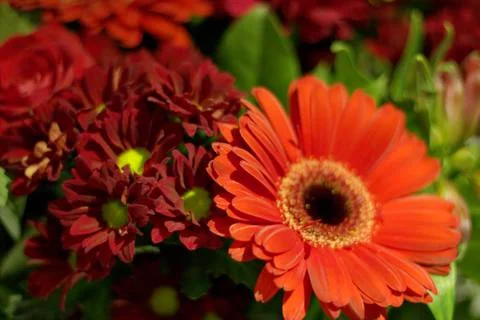 Flowers Stock Photos