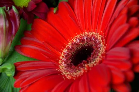 Flowers Stock Photos