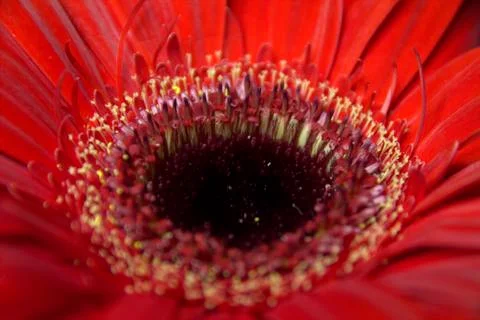 Flowers Stock Photos