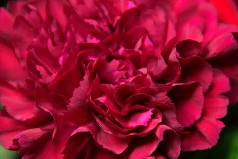 Flowers Stock Photos