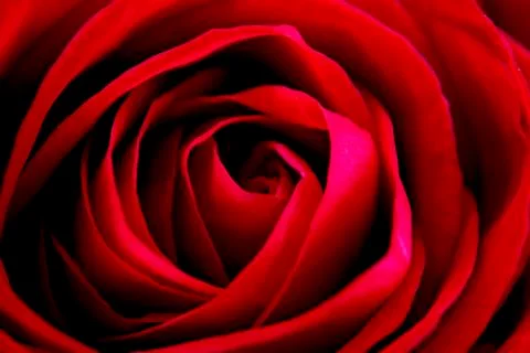 Flowers Stock Photos