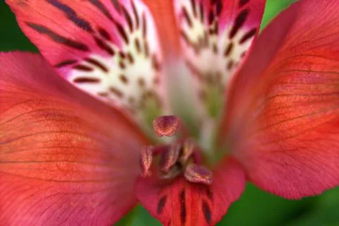 Flowers Stock Photos