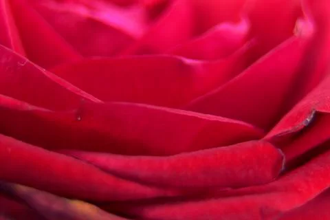 Flowers Stock Photos