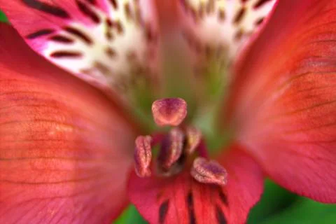 Flowers Stock Photos