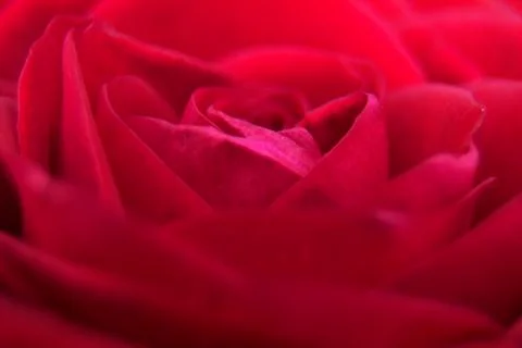 Flowers Stock Photos