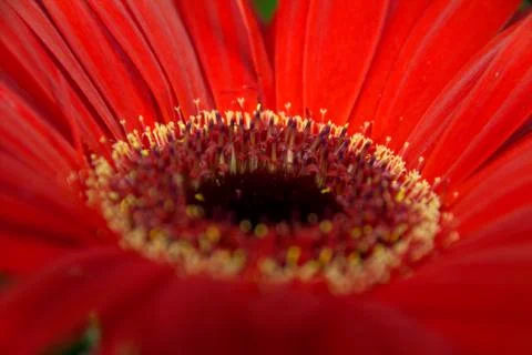 Flowers Stock Photos