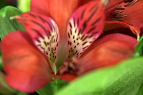 Flowers Stock Photos