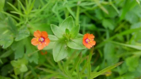 Flowers Stock Photos