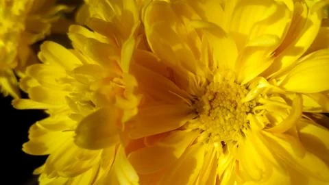 Flowers Stock Photos