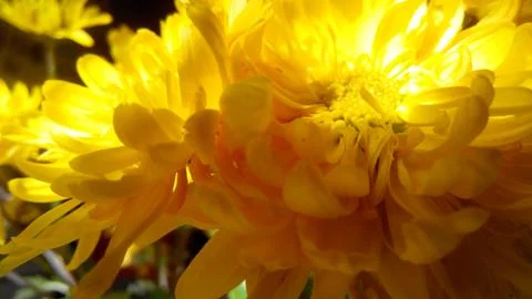 Flowers Stock Photos