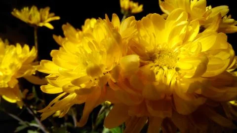 Flowers Stock Photos