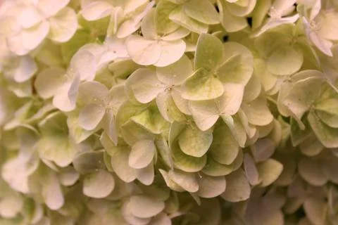 Flowers Stock Photos