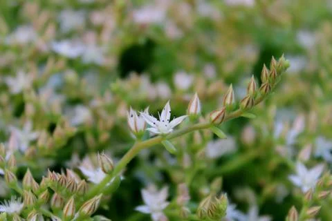 Flowers Stock Photos