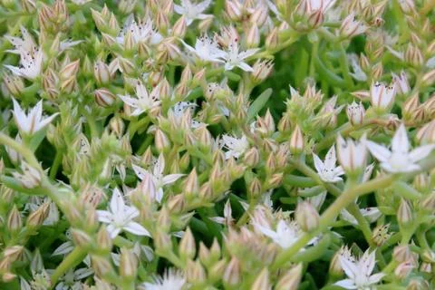 Flowers Stock Photos