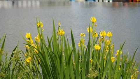 Flowers Stock Photos