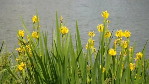 Flowers Stock Photos
