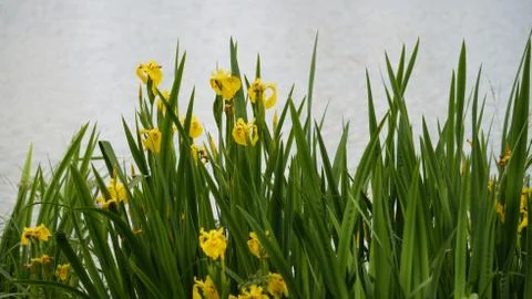 Flowers Stock Photos