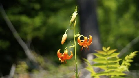 Flowers Stock Photos